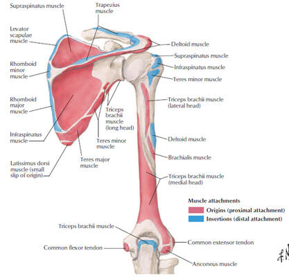 POSTERIOR MUSCLE